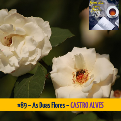 89 – AS DUAS FLORES (CASTRO ALVES) | Bom Dia com PoesiaBom Dia com Poesia